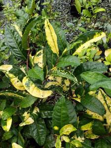 Camellia sinensis 'Yellow Tea' at Camellia Forest Nursery