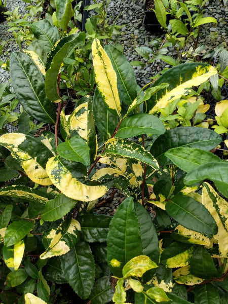 Tea scale causes yellow spots on camellia leaves…Crawlers hatching now –  EcoIPM