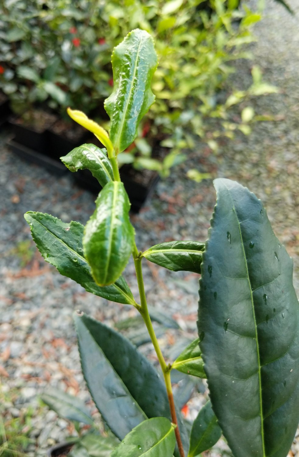 Camellia sinensis 'Teabreeze' at Camellia Forest Nursery