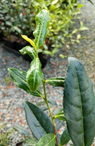 Camellia sinensis 'Teabreeze' at Camellia Forest Nursery