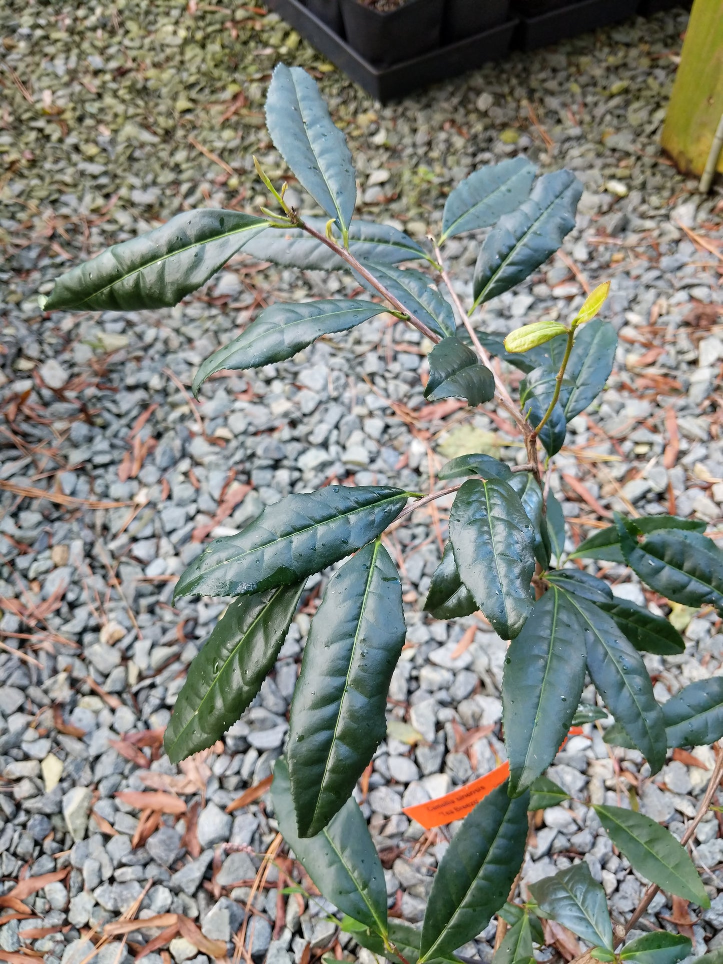 Camellia sinensis 'Teabreeze' at Camellia Forest Nursery