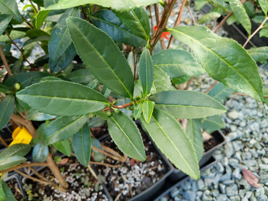 Camellia sinensis 'Miwa' at Camellia Forest Nursery