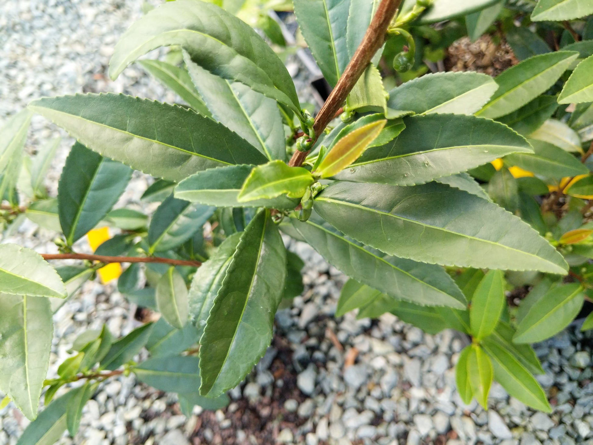 Camellia sinensis 'Miwa' at Camellia Forest Nursery