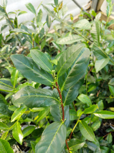 Camellia sinensis "Korea" tea plant at Camellia Forest Nursery