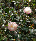 Camellia sasanqua 'Paradise Little Liane' at Camellia Forest Nursery