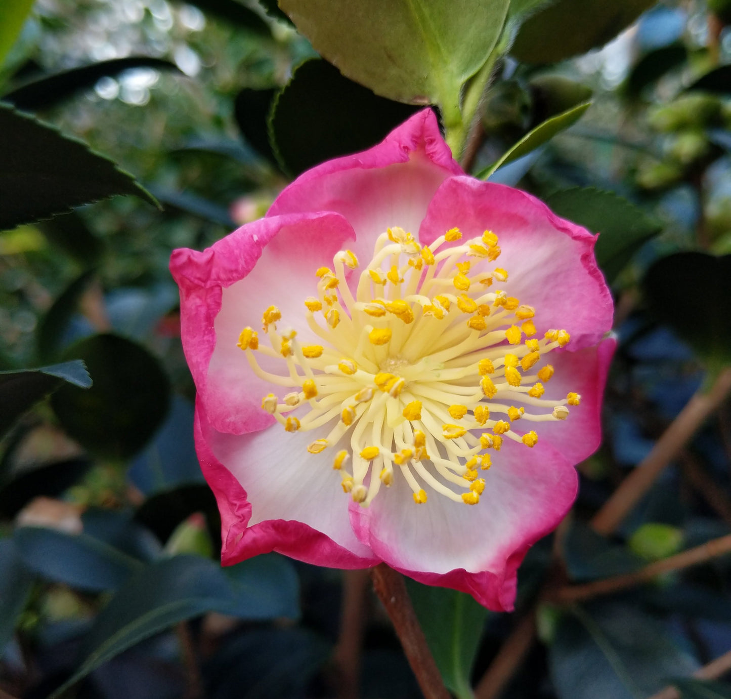 Camellia sasanqua 'Navajo' at Camellia Forest Nursery