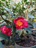 Camellia sasanqua 'Mixed Messages' at Camellia Forest Nursery