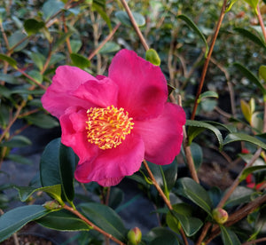 Camellia sasanqua 'Mixed Messages' at Camellia Forest Nursery