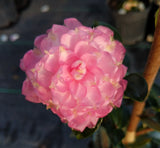 Camellia sasanqua 'Strawberry Limeade'