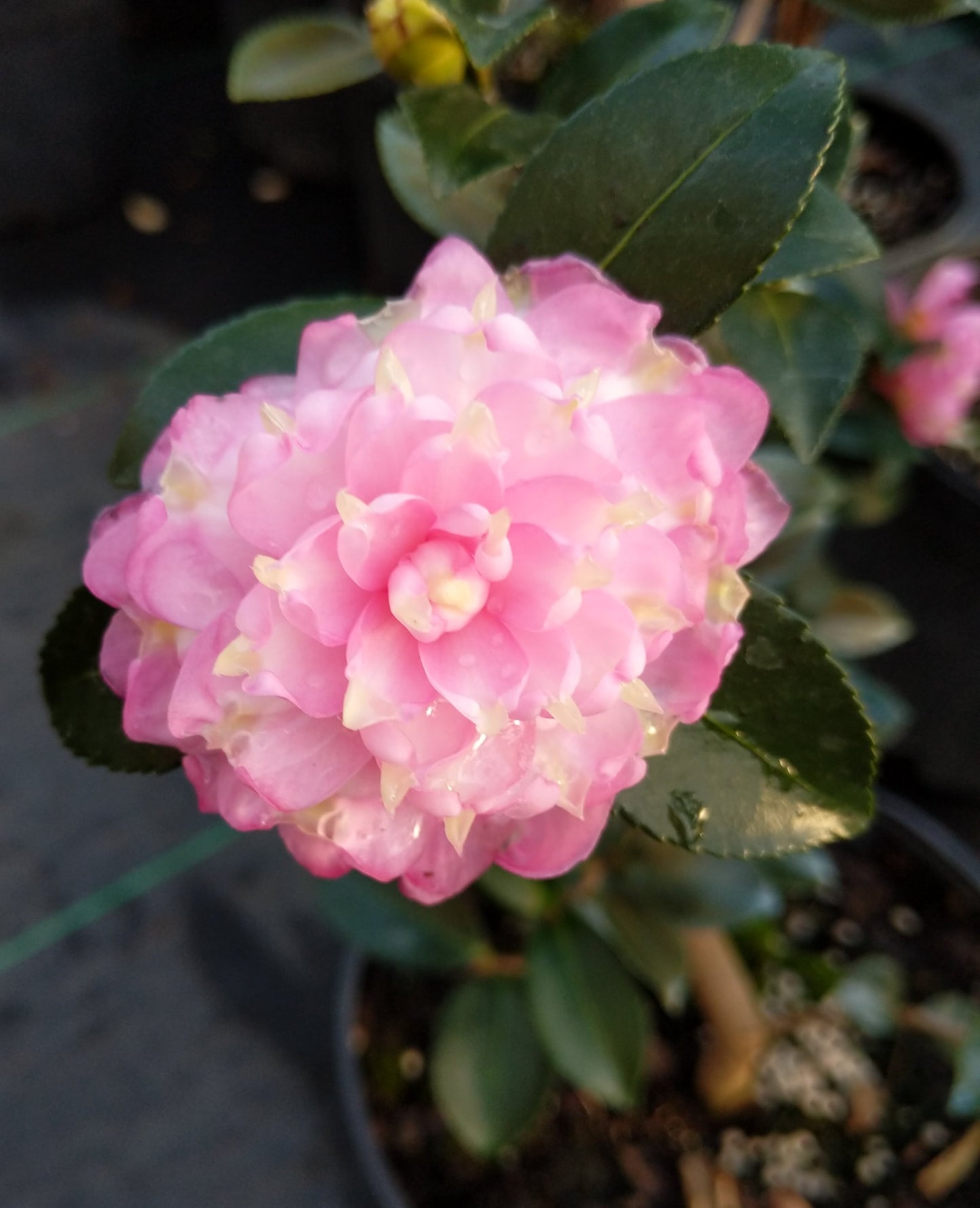 Camellia sasanqua 'Strawberry Limeade'