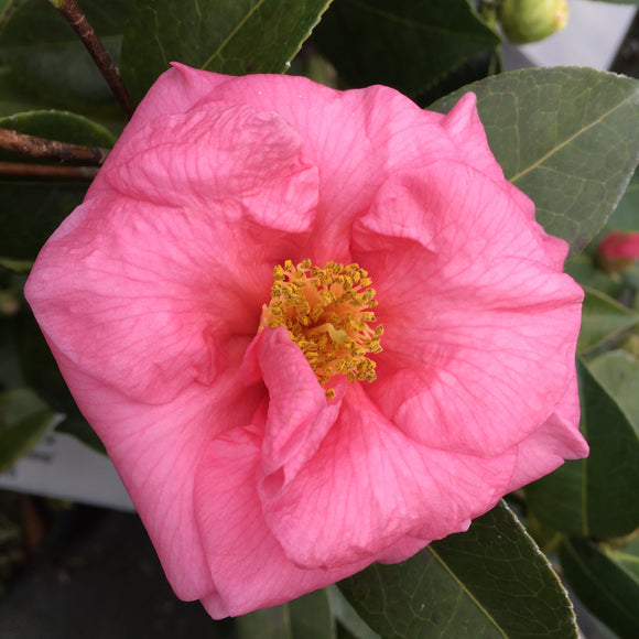Camellia japonica 'Ice Follies'