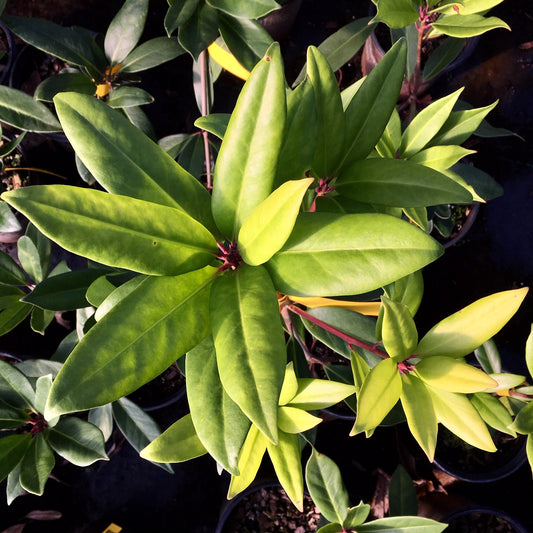 Illicium floridanum 'Miss Scarlet'