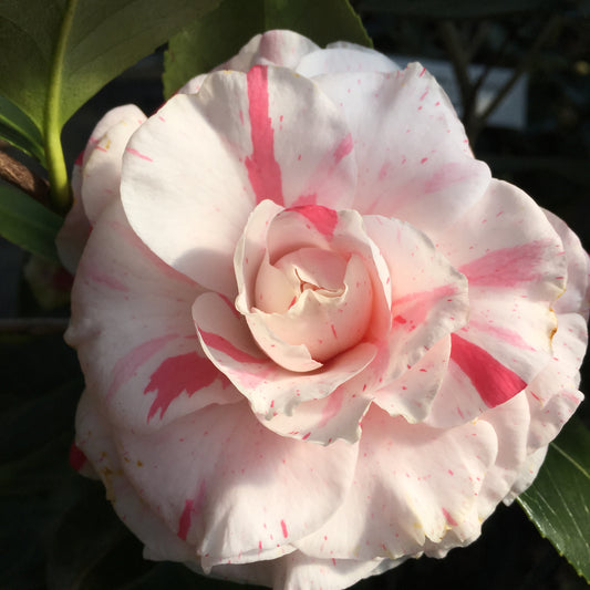 Camellia japonica 'In The Pink Var.'