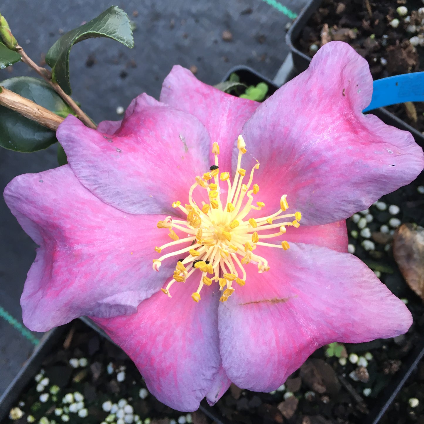 Camellia sasanqua 'Irihi-no-umi'