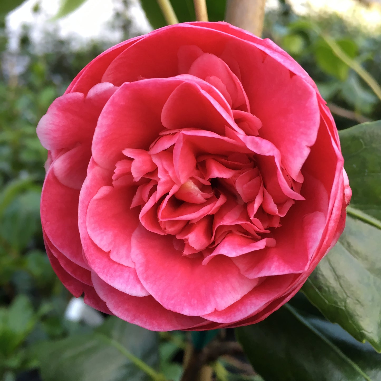 Camellia japonica 'Irrational Exuberance'