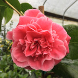 Camellia japonica 'Irrational Exuberance'
