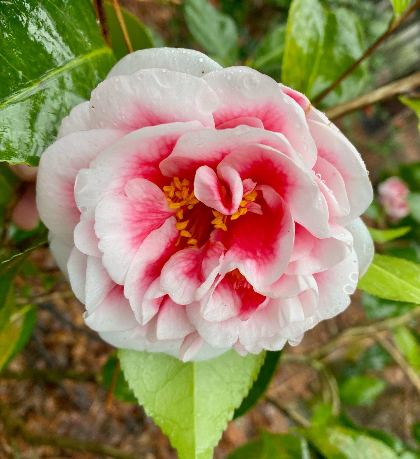 Camellia japonica 'Irrational Exuberance'