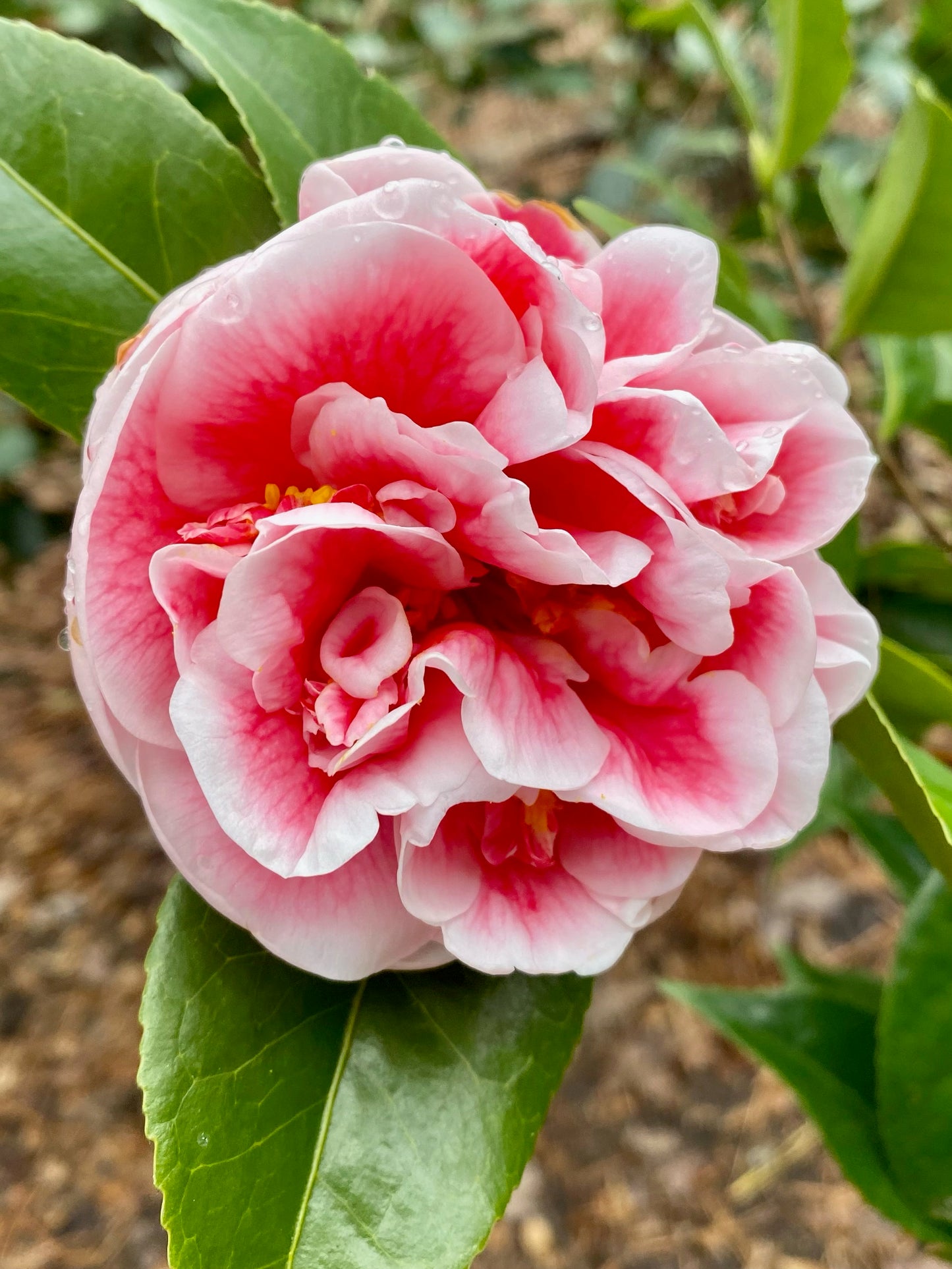 Camellia japonica 'Irrational Exuberance'