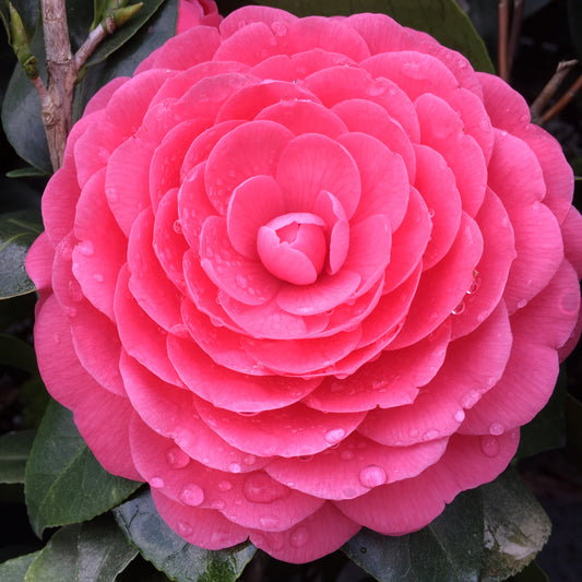 Camellia japonica 'Jacks'