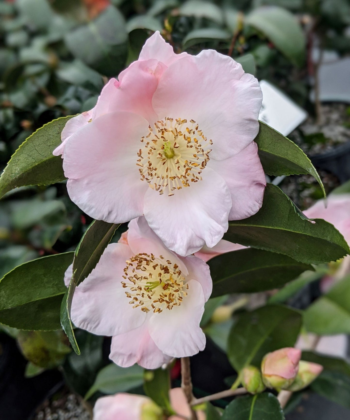 Camellia x 'Japanese Fantasy'