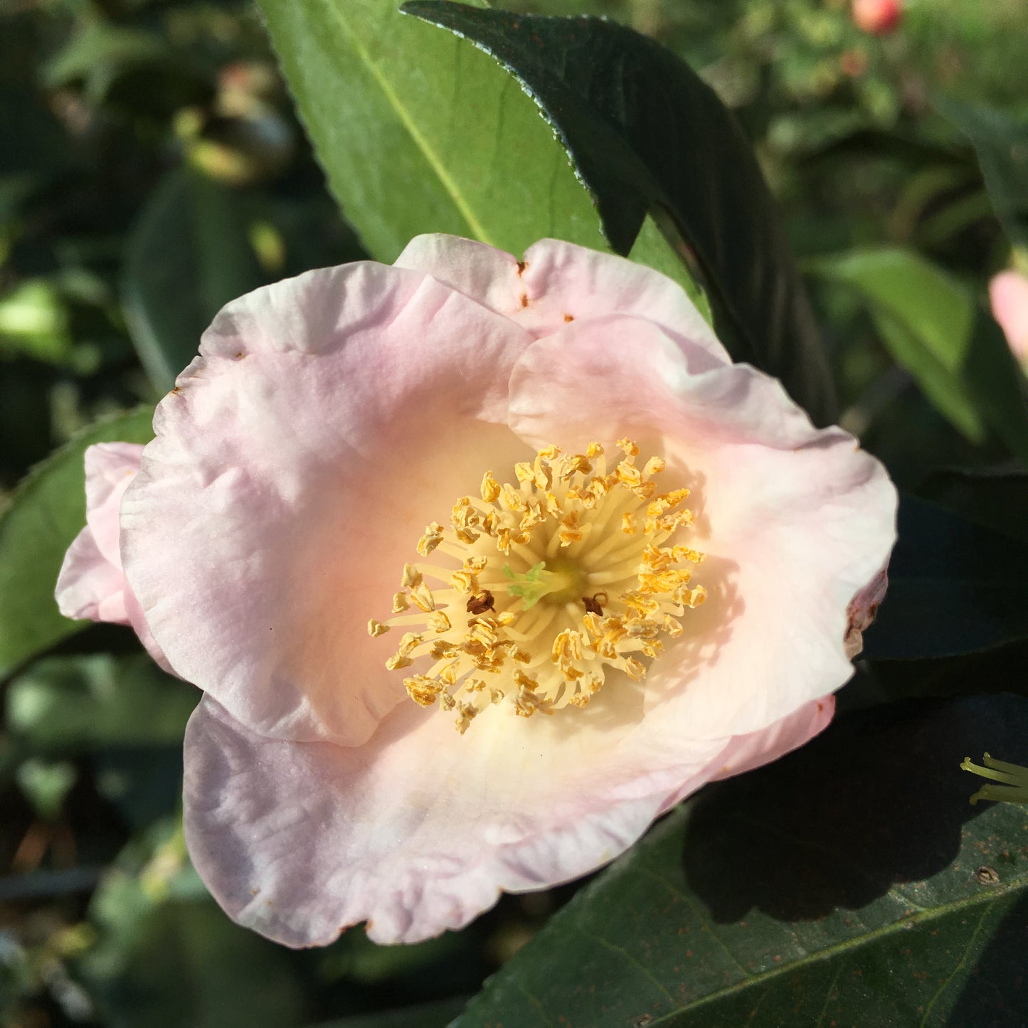 Camellia x 'Japanese Fantasy'