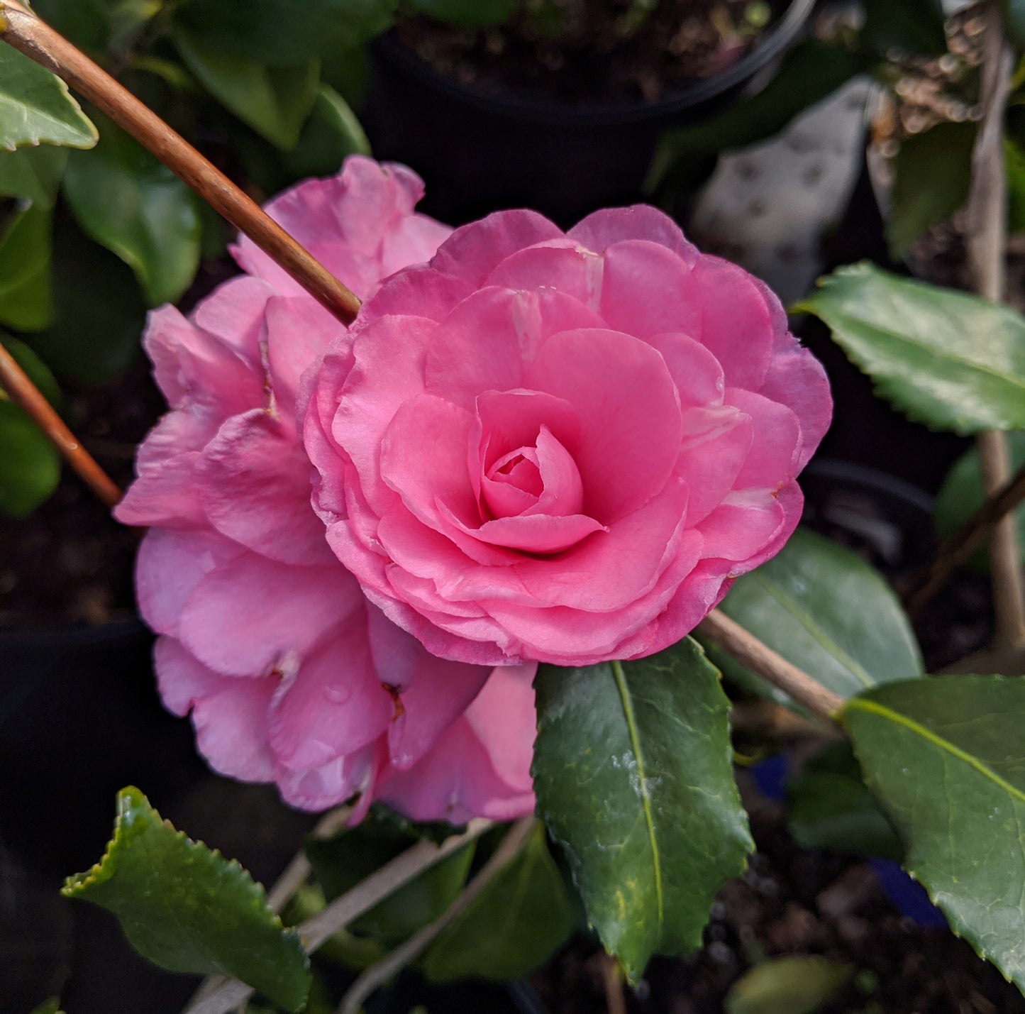 Camellia japonica 'Jernigan's Purple'