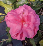 Camellia japonica 'Jernigan's Purple'