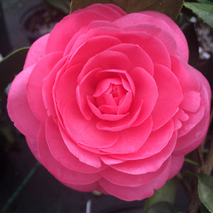 Camellia japonica 'Jerry Hill'