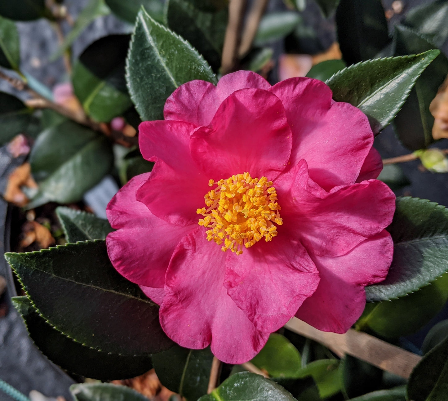 Camellia x 'Jessica's Ruffles'