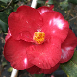 Camellia japonica 'Jessie Katz Var.'