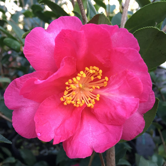 Camellia sasanqua 'Kanjiro'