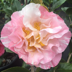 Camellia japonica 'Kathryn Snow'