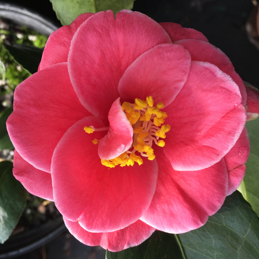 Camellia japonica 'Katsuya Nomura'