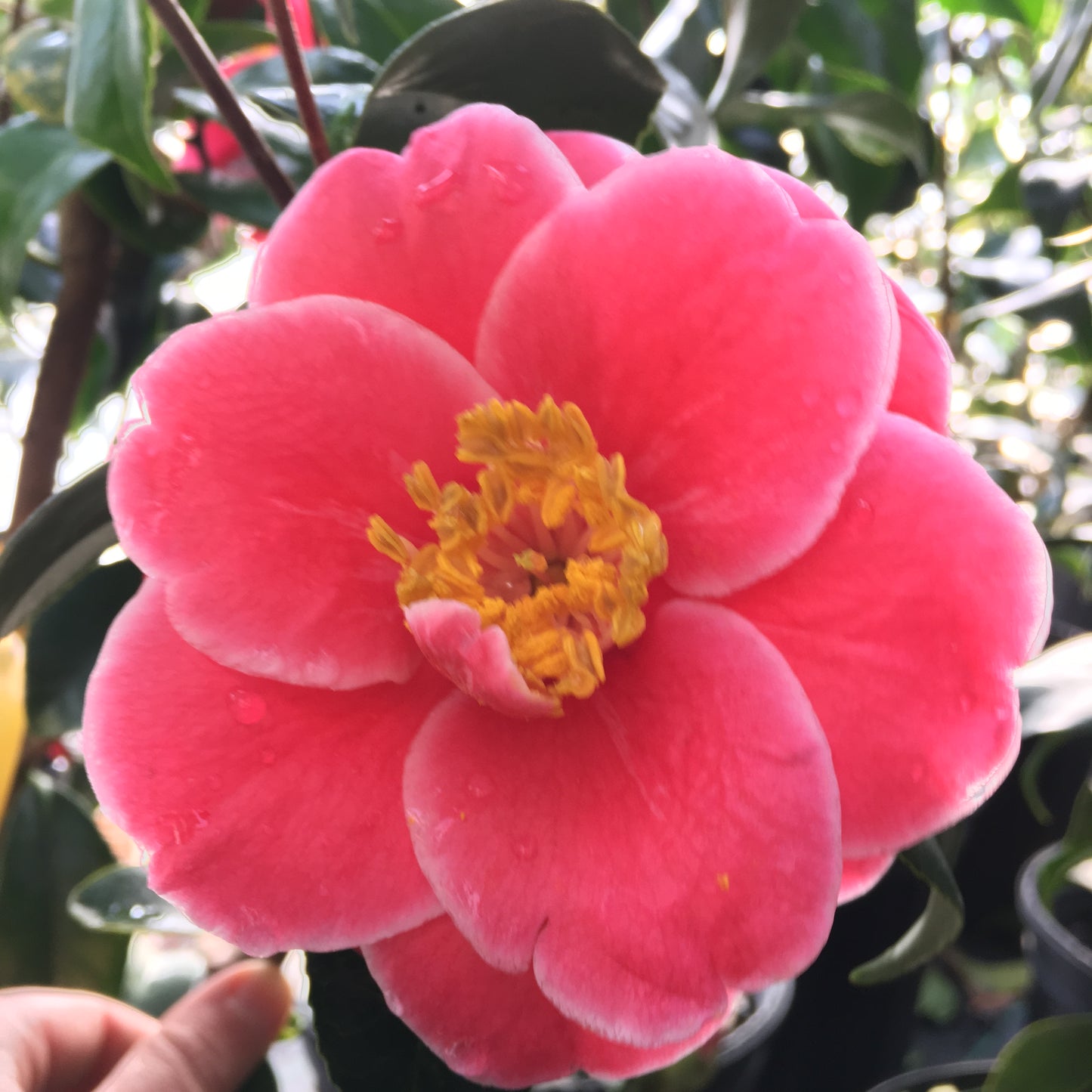 Camellia japonica 'Katsuya Nomura'