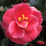 Camellia japonica 'Katsuya Nomura'