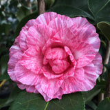 Camellia japonica 'Kay Berridge Var'