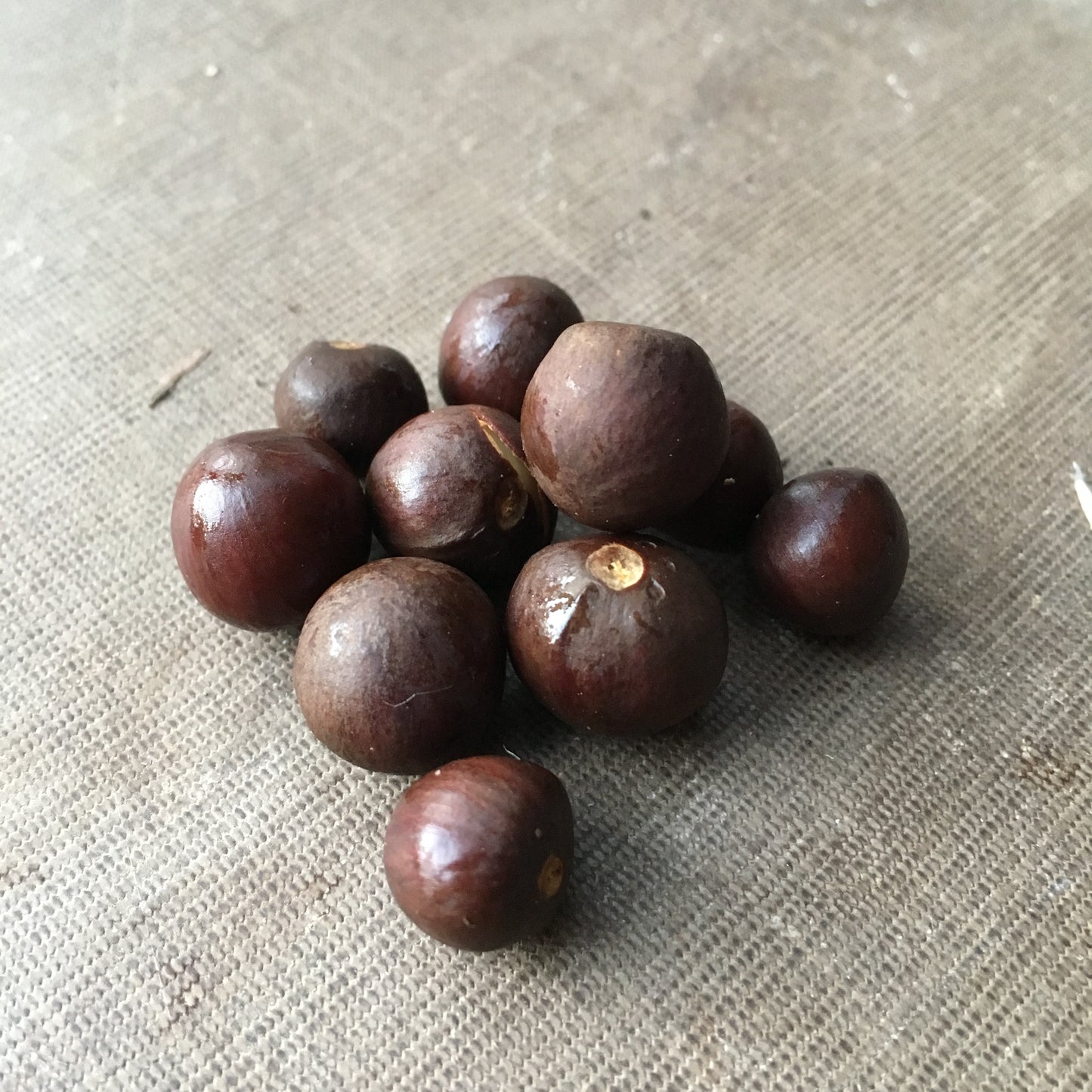 Camellia sinensis "Korea" seeds