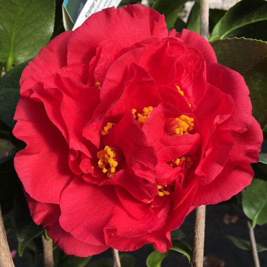 Camellia japonica 'Kramer's Supreme'