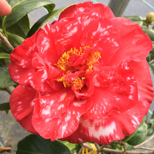 Camellia japonica 'Kubal Kain Supreme'