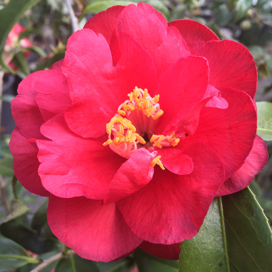 Camellia japonica 'Kuro Delight'