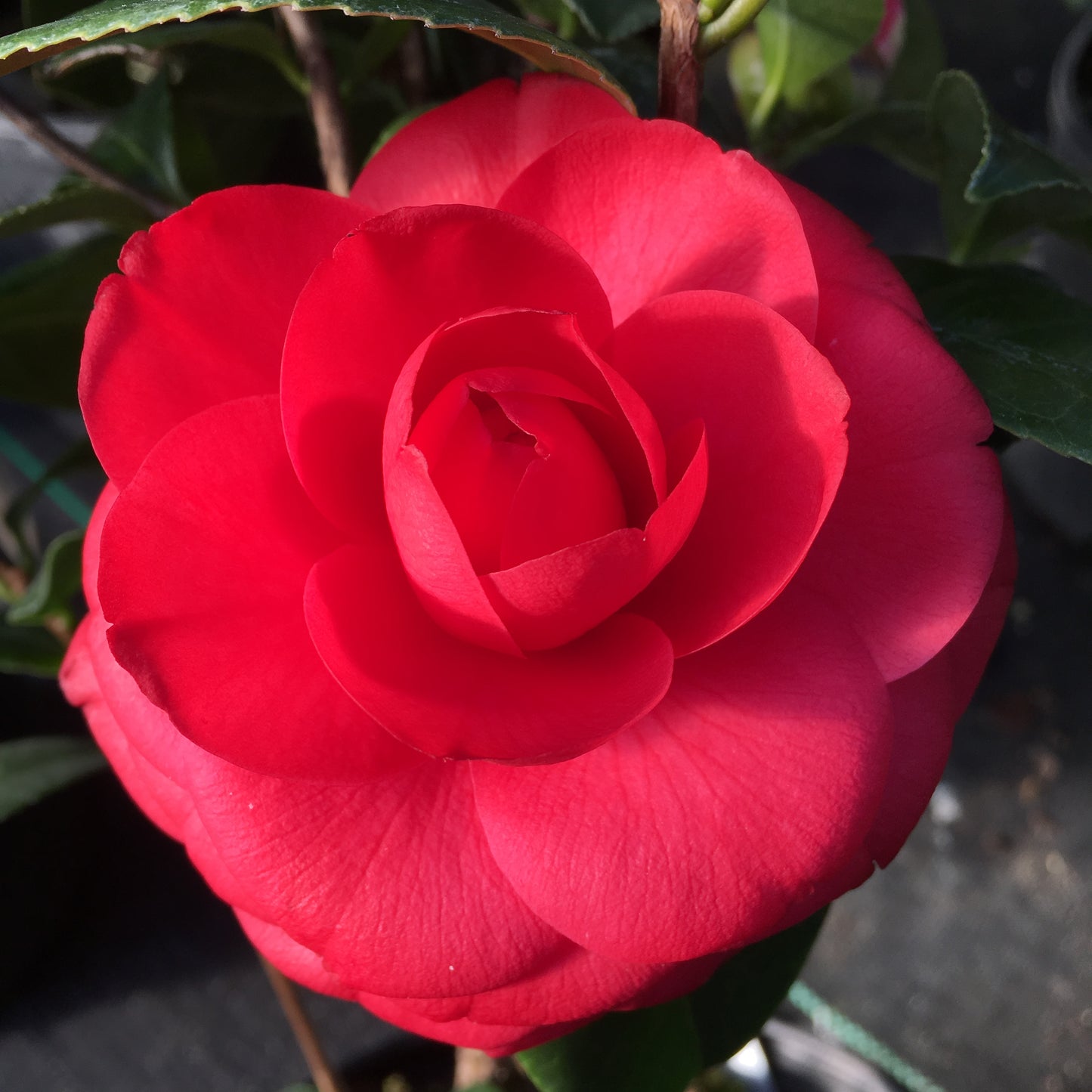 Camellia japonica 'LA Peppermint'