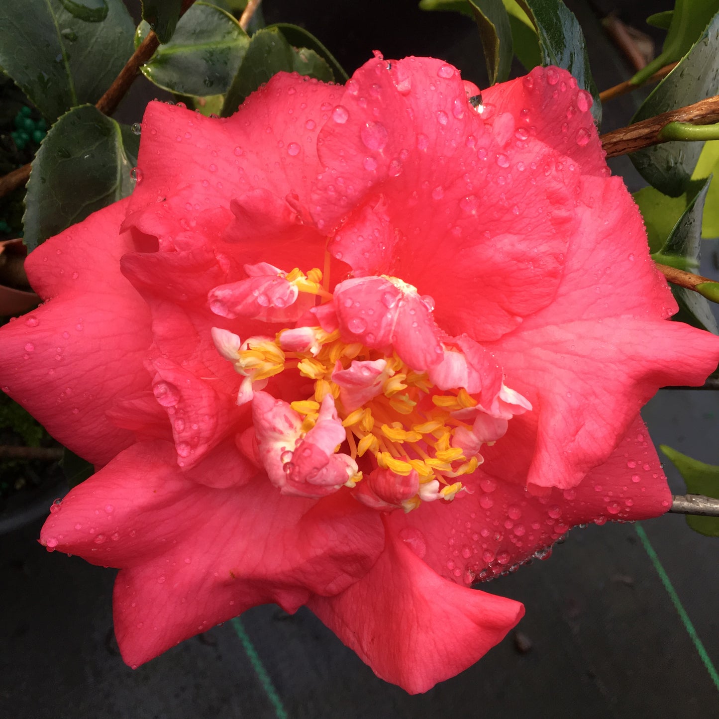 Camellia japonica 'Lady Clare'