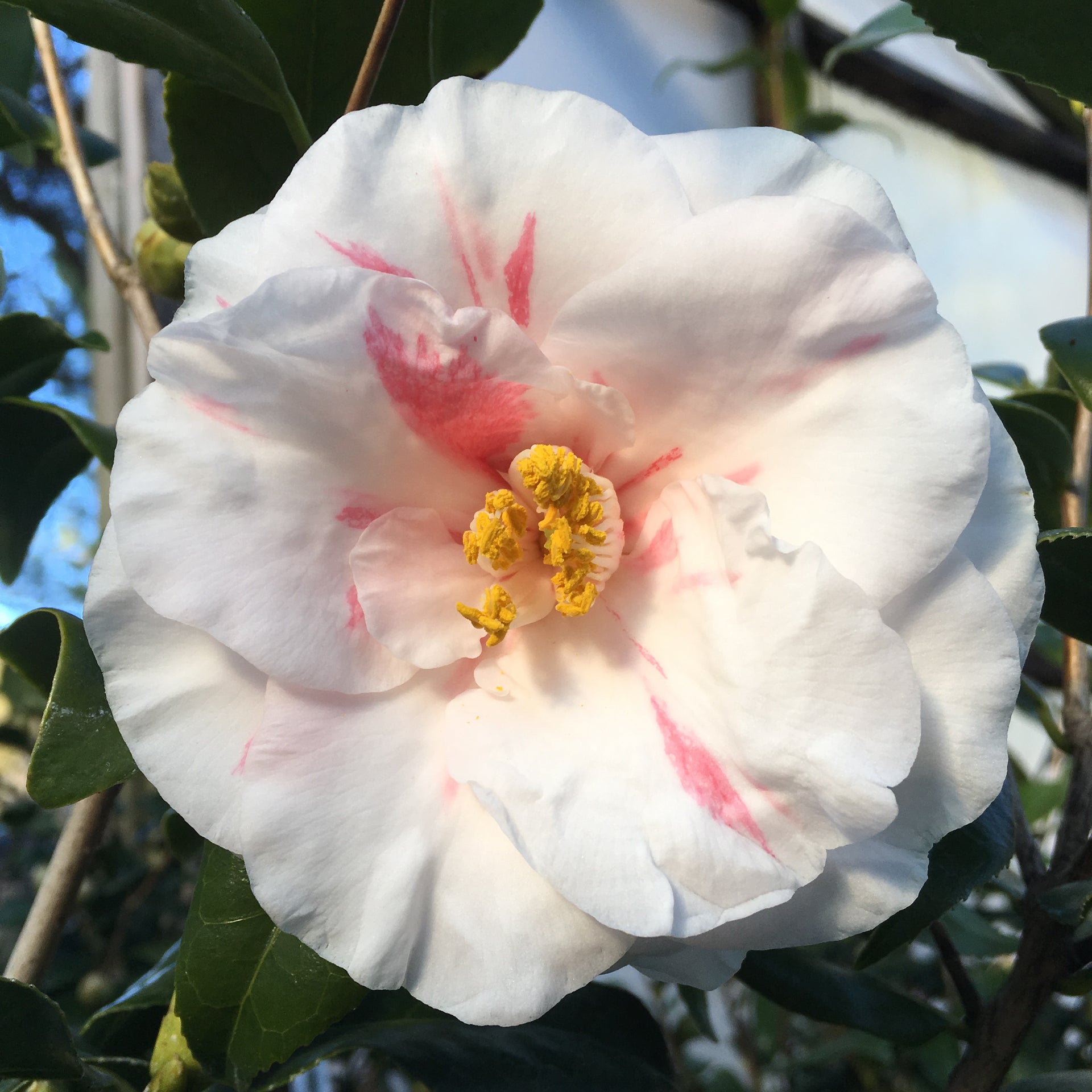 Camellia japonica 'Lady Vansittart' – Camellia Forest Nursery