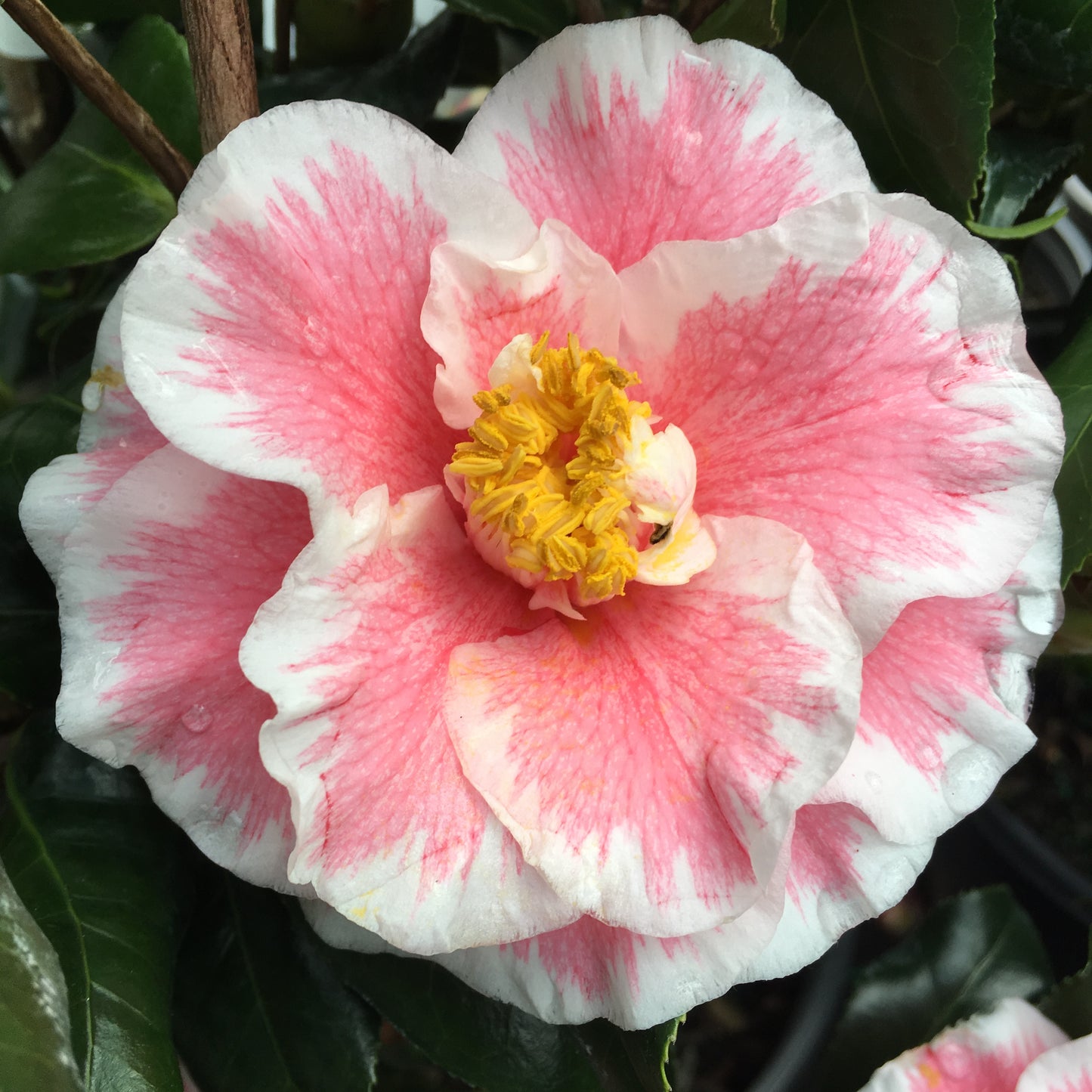 Camellia japonica 'Lady Vansittart'