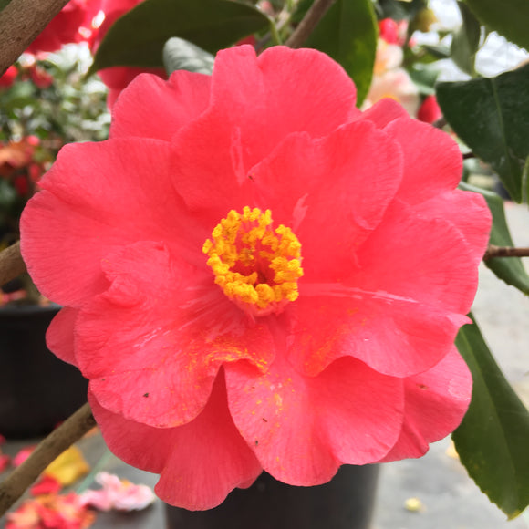 Camellia japonica 'Lady Vansittart Red'
