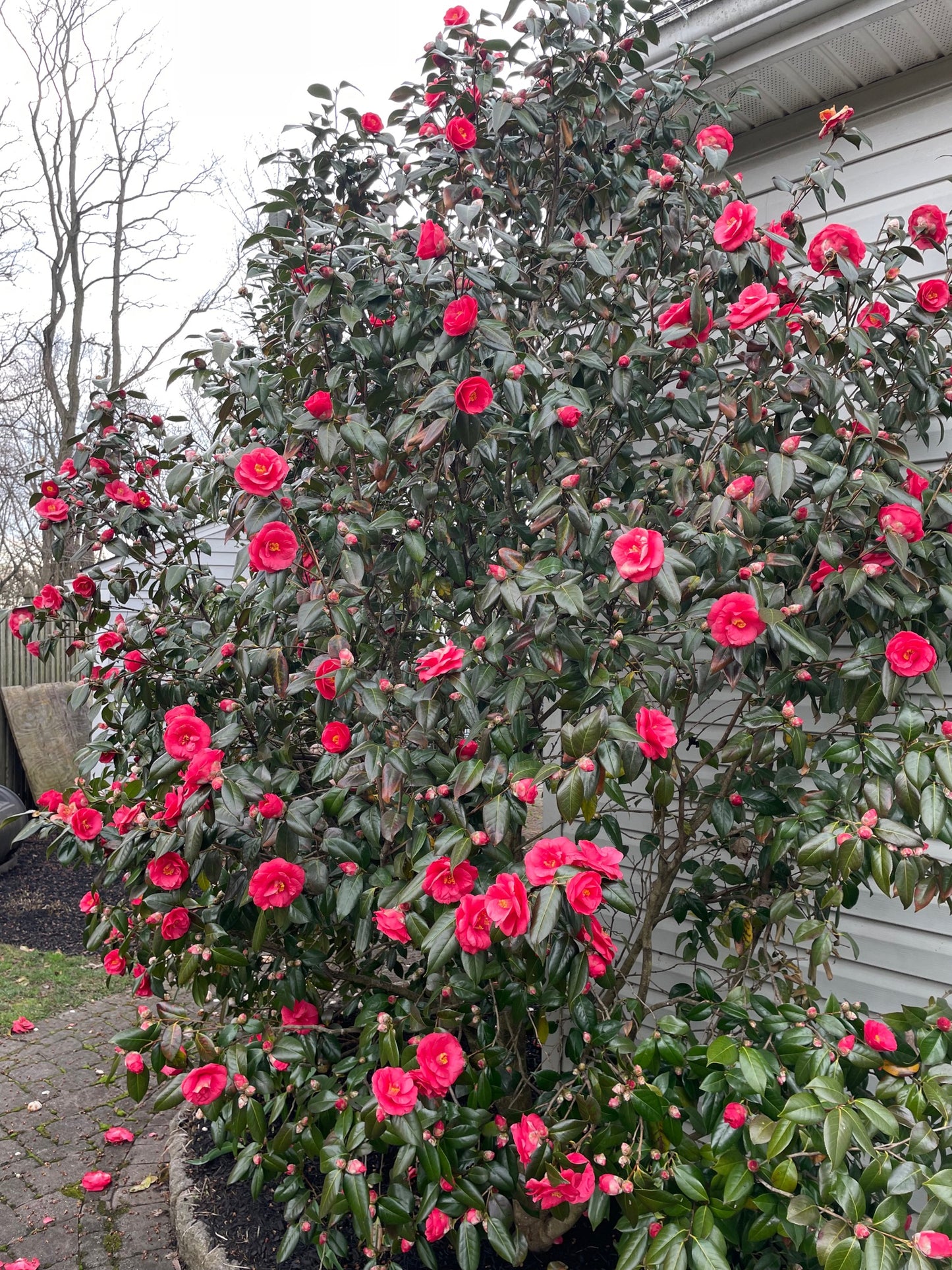 Camellia japonica 'Red Jade'