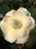 Camellia japonica 'Lemon Glow'