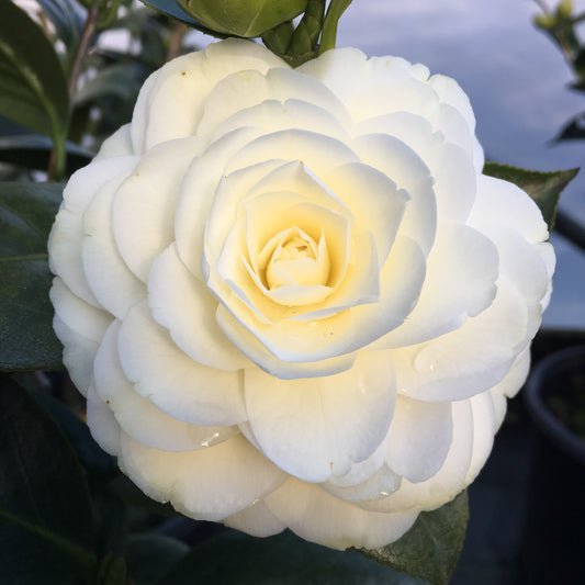 Camellia japonica 'Lemon Glow'