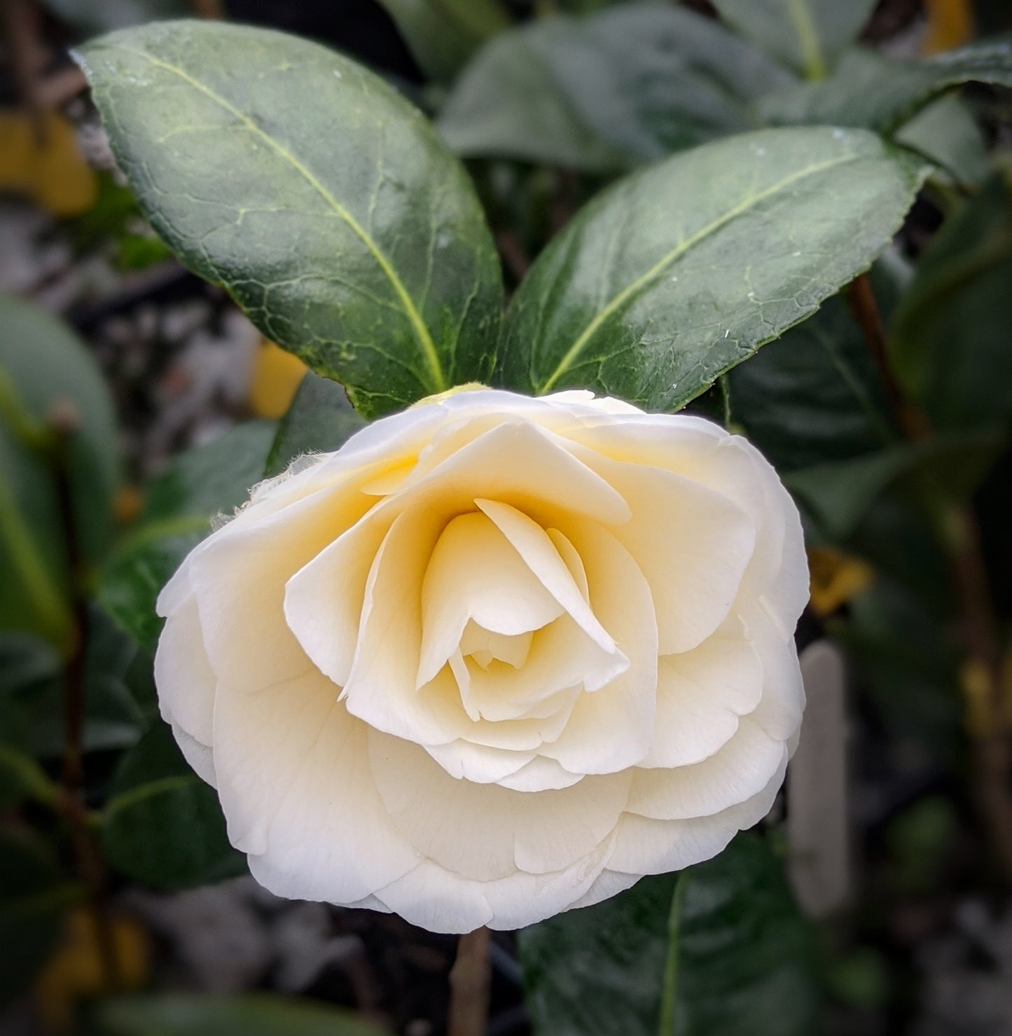 Camellia japonica 'Lemon Glow'