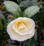 Camellia japonica 'Lemon Glow'